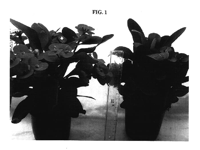 Figure 1 of US plant patent PP17605, the photograph of HJOR048 printed in the patent.