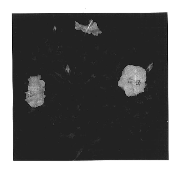 Figure 1 of US plant patent PP17606, the photograph of Chiffon Breeze printed in the patent.