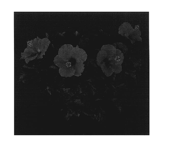 Figure 1 of US plant patent PP17607, the photograph of Baja Breeze printed in the patent.
