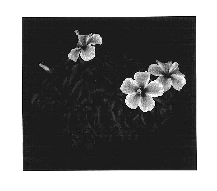 Figure 1 of US plant patent PP17608, the photograph of YOHIB 2136 printed in the patent.