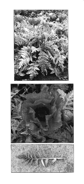 Figure 1 of US plant patent PP17609, the photograph of Pink Pearl printed in the patent.