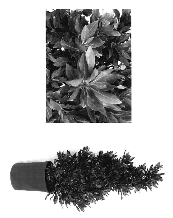 Figure 1 of US plant patent PP17611, the photograph of Monproud printed in the patent.