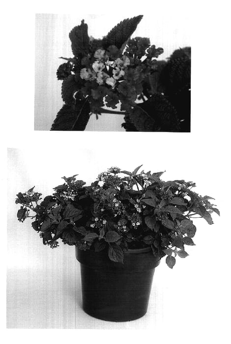 Figure 1 of US plant patent PP17612, the photograph of Monike printed in the patent.