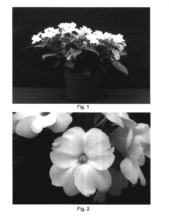 Figure 1 of US plant patent PP17613, the photograph of Misato FG4 printed in the patent.