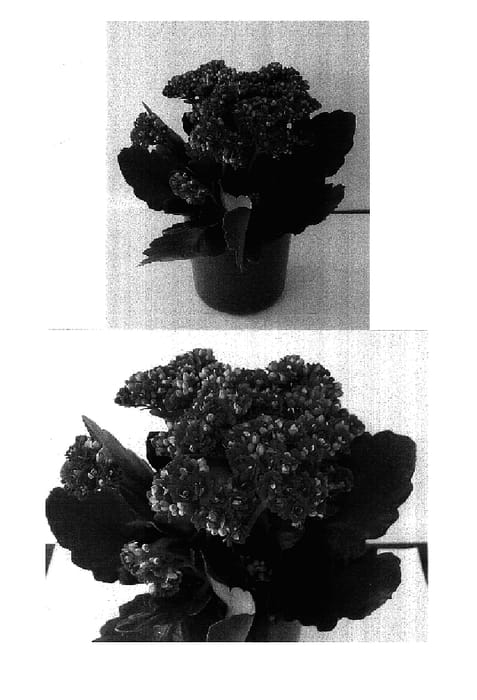 Figure 1 of US plant patent PP17614, the photograph of Don Ramon printed in the patent.