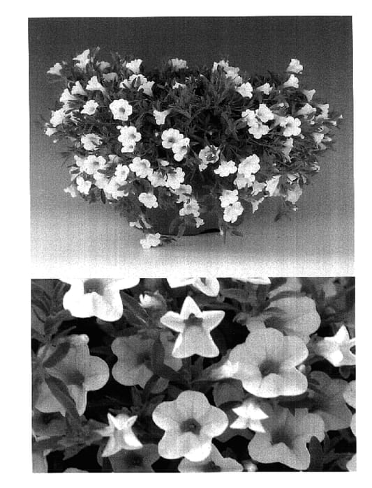 Figure 1 of US plant patent PP17615, the photograph of Sunbelkuriho printed in the patent.