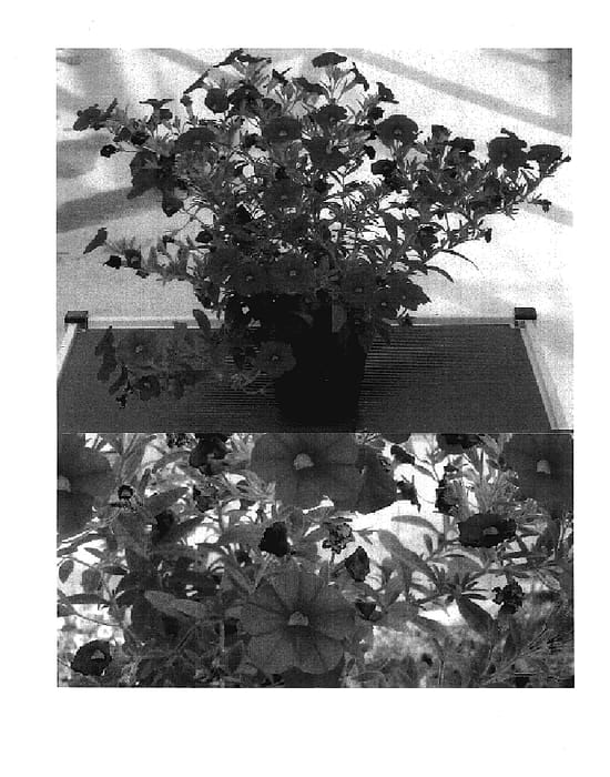 Figure 1 of US plant patent PP17616, the photograph of Sunbelrichipi printed in the patent.
