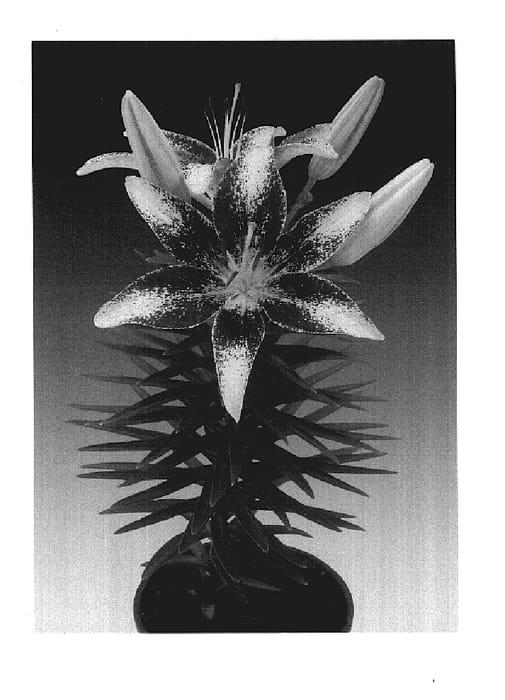 Figure 1 of US plant patent PP17617, the photograph of Tiny Sensation printed in the patent.