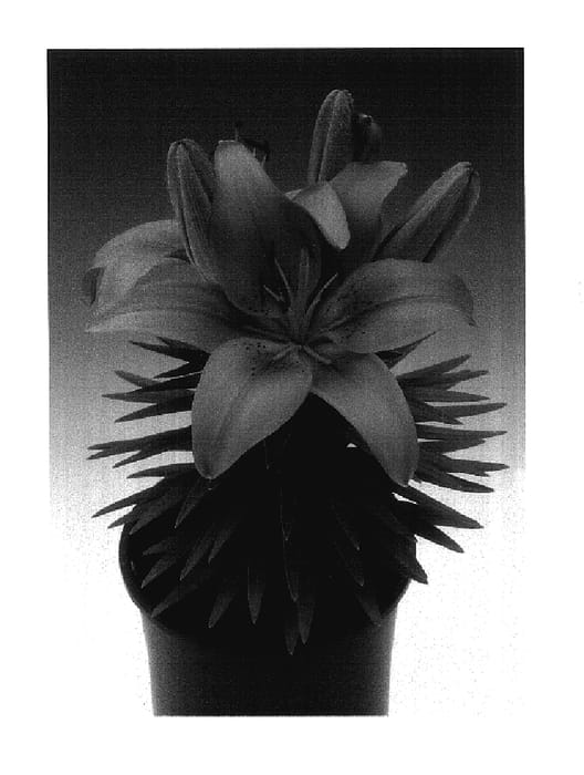 Figure 1 of US plant patent PP17618, the photograph of Tiny Invader printed in the patent.