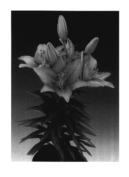 Figure 1 of US plant patent PP17619, the photograph of Tiny Icon printed in the patent.