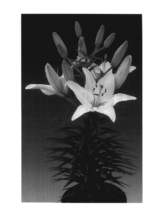 Figure 1 of US plant patent PP17621, the photograph of Tiny Snowflake printed in the patent.