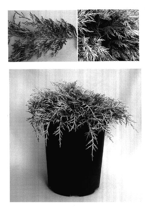 Figure 1 of US plant patent PP17622, the photograph of Monsan printed in the patent.