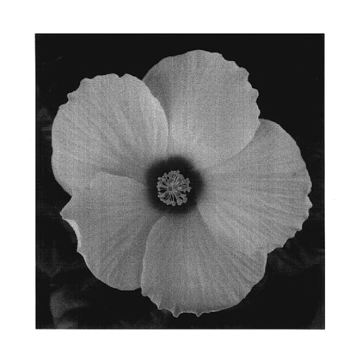 Figure 1 of US plant patent PP17623, the photograph of YOHIB 2362 printed in the patent.
