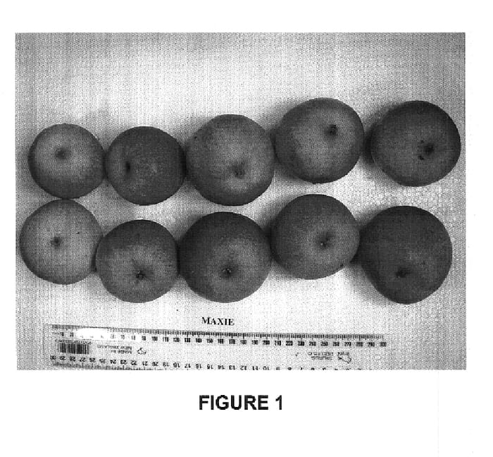 Figure 1 of US plant patent PP17624, the photograph of Prem1P printed in the patent.