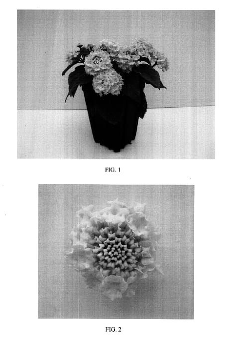 Figure 1 of US plant patent PP17625, the photograph of Balucimyel printed in the patent.