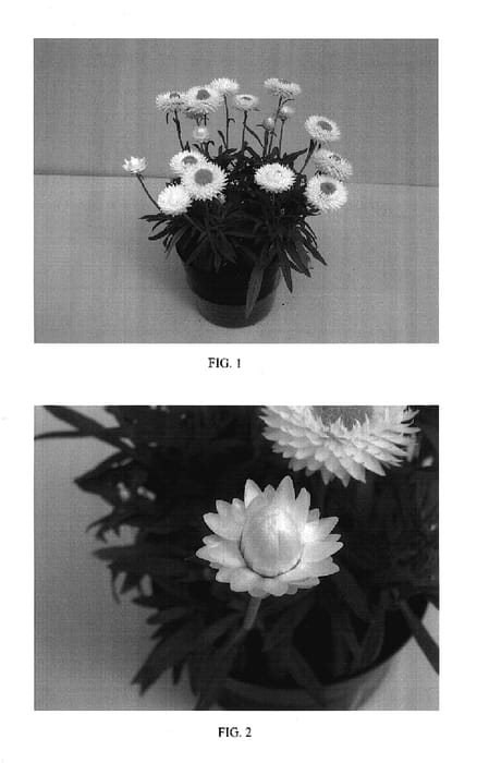 Figure 1 of US plant patent PP17626, the photograph of Ohdrejumwhi printed in the patent.
