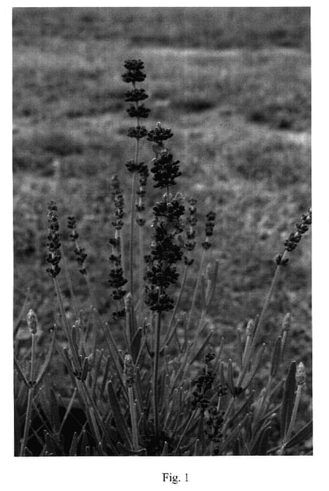 Figure 1 of US plant patent PP17627, the photograph of Lavang 200 printed in the patent.