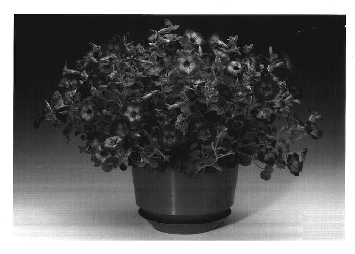 Figure 1 of US plant patent PP17628, the photograph of Petspebl printed in the patent.