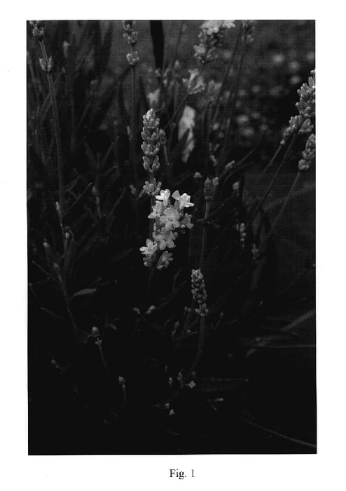 Figure 1 of US plant patent PP17629, the photograph of Lavang 221 printed in the patent.