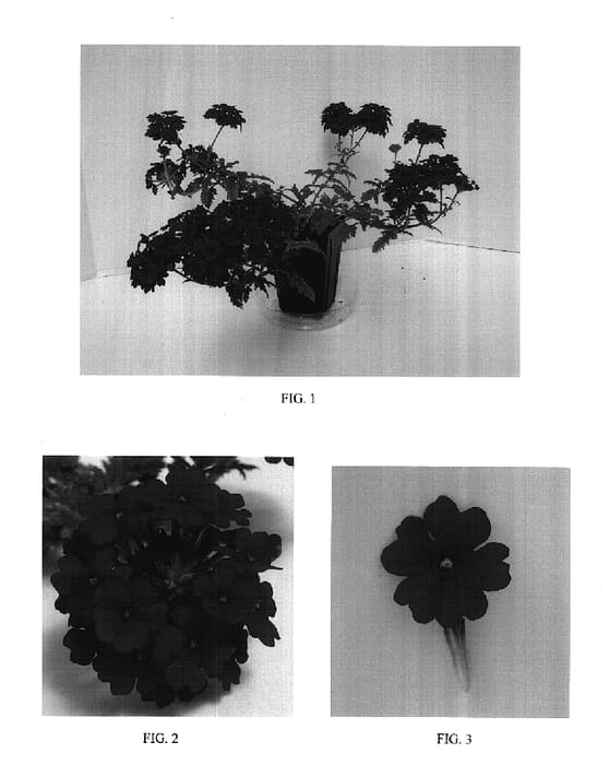 Figure 1 of US plant patent PP17630, the photograph of Balwildared printed in the patent.