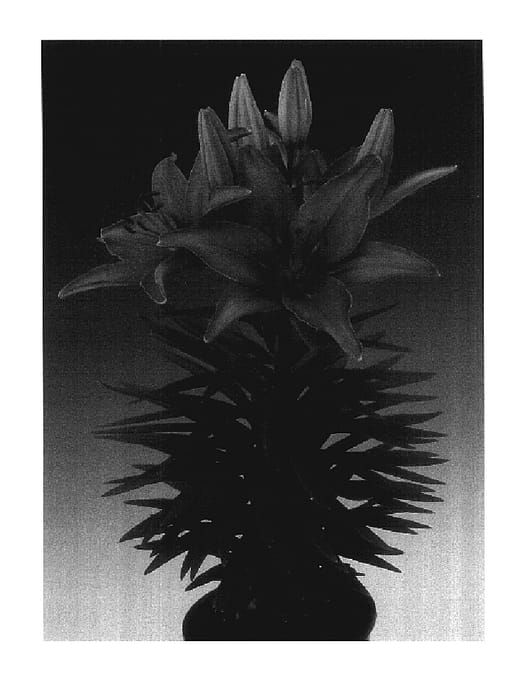 Figure 1 of US plant patent PP17631, the photograph of Tiny Toes printed in the patent.