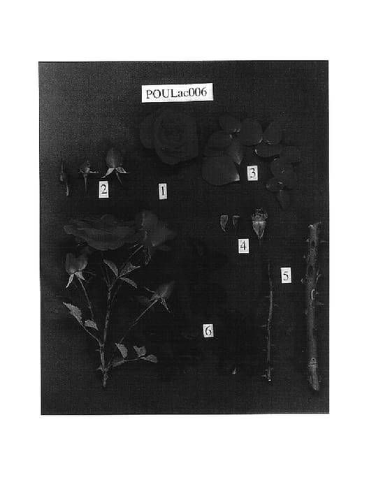Figure 1 of US plant patent PP17632, the photograph of Poulac006 printed in the patent.