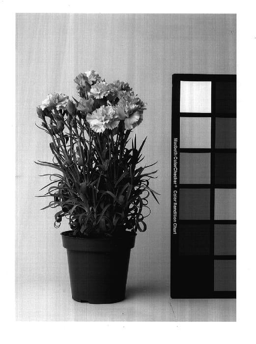 Figure 1 of US plant patent PP17633, the photograph of CFPC Aztec printed in the patent.