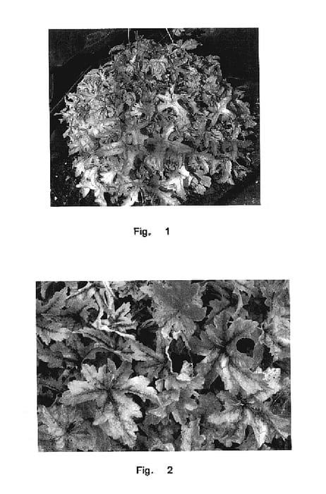 Figure 1 of US plant patent PP17634, the photograph of HERTN041 printed in the patent.