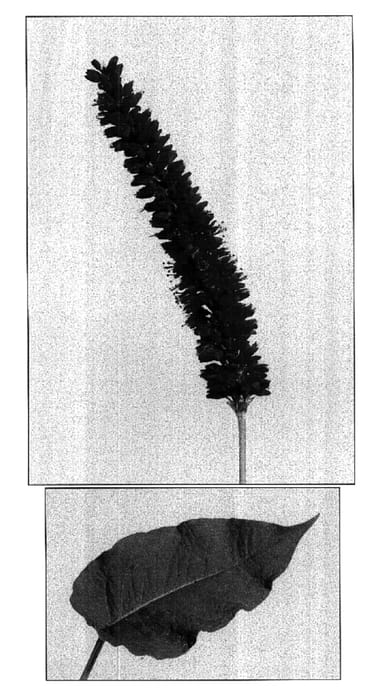 Figure 1 of US plant patent PP17635, the photograph of Blackfield printed in the patent.