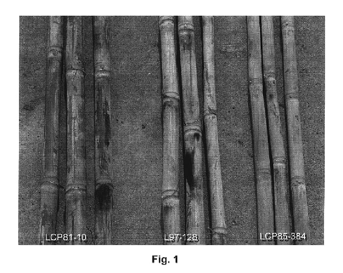 Figure 1 of US plant patent PP17636, the photograph of L97-128 printed in the patent.