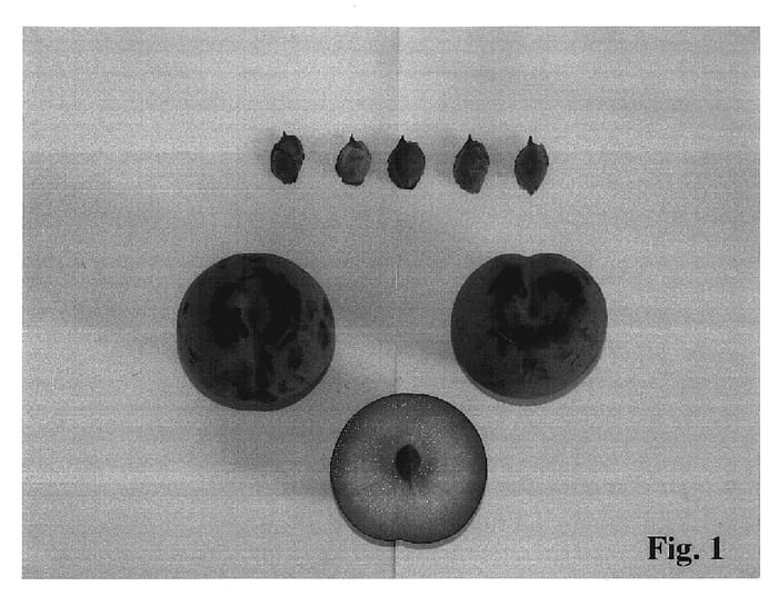 Figure 1 of US plant patent PP17637, the photograph of Constanza printed in the patent.