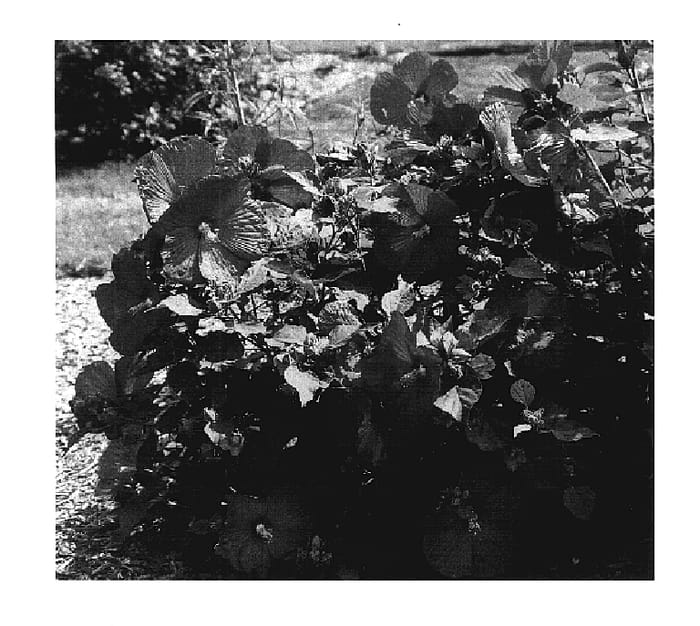 Figure 1 of US plant patent PP17638, the photograph of Carafe Yobordeaux printed in the patent.