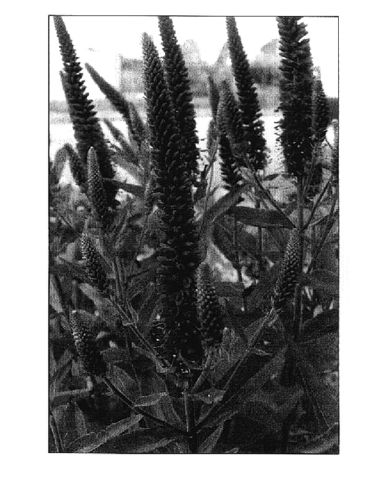 Figure 1 of US plant patent PP17639, the photograph of Purpleicious printed in the patent.