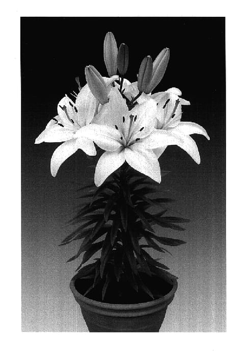 Figure 1 of US plant patent PP17640, the photograph of Tiny Nanny printed in the patent.