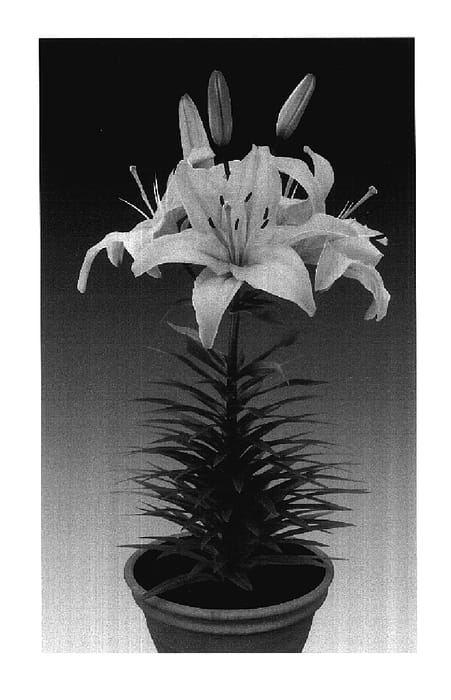 Figure 1 of US plant patent PP17641, the photograph of Tiny Athlete printed in the patent.