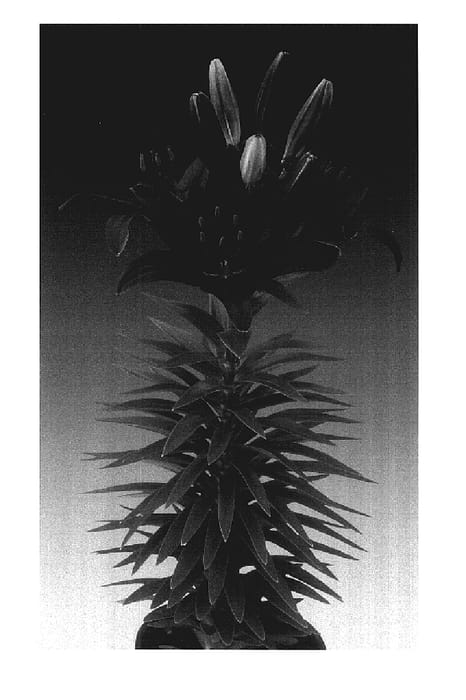 Figure 1 of US plant patent PP17642, the photograph of Tiny Puppet printed in the patent.