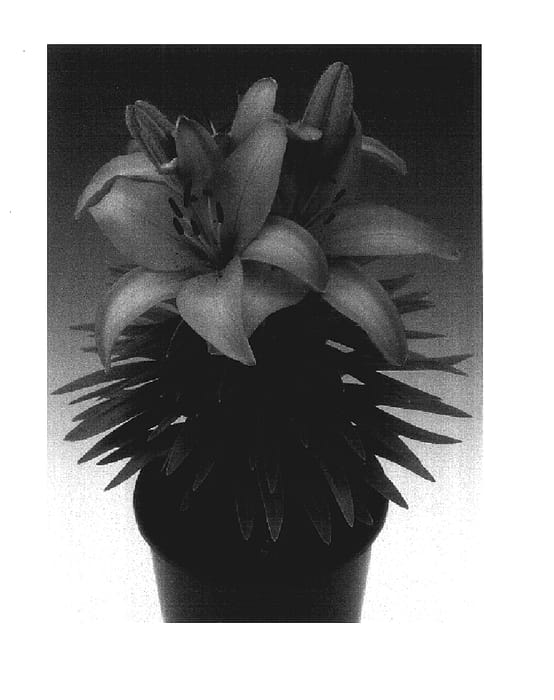 Figure 1 of US plant patent PP17643, the photograph of Tiny Skyline printed in the patent.