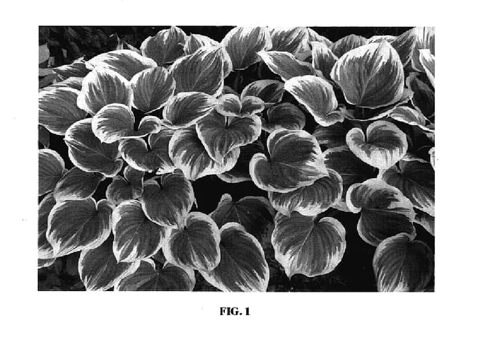 Figure 1 of US plant patent PP17644, the photograph of Forest Fire printed in the patent.