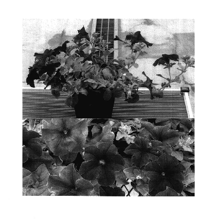 Figure 1 of US plant patent PP17645, the photograph of Sunsurfgigabu printed in the patent.