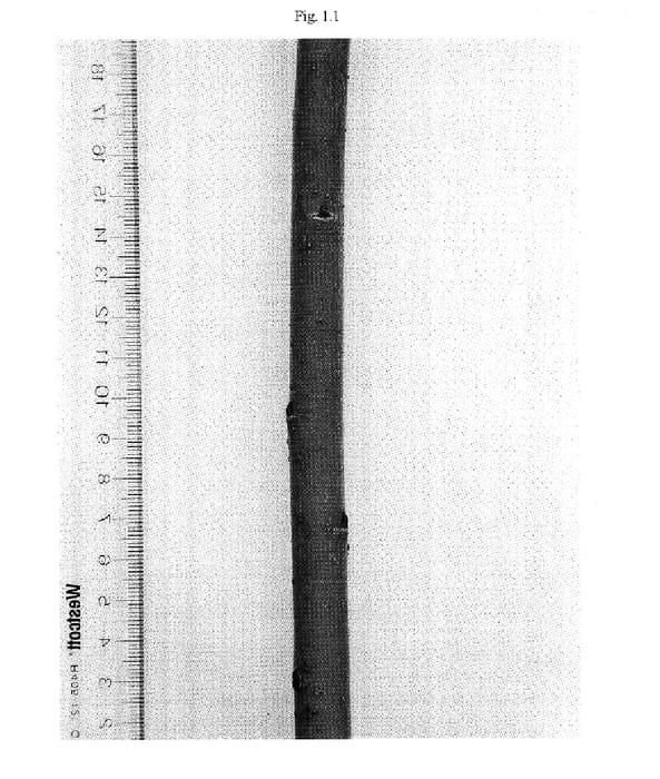 Figure 1 of US plant patent PP17646, the photograph of Millbrook printed in the patent.