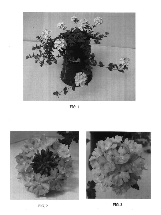 Figure 1 of US plant patent PP17647, the photograph of Balazcoral printed in the patent.