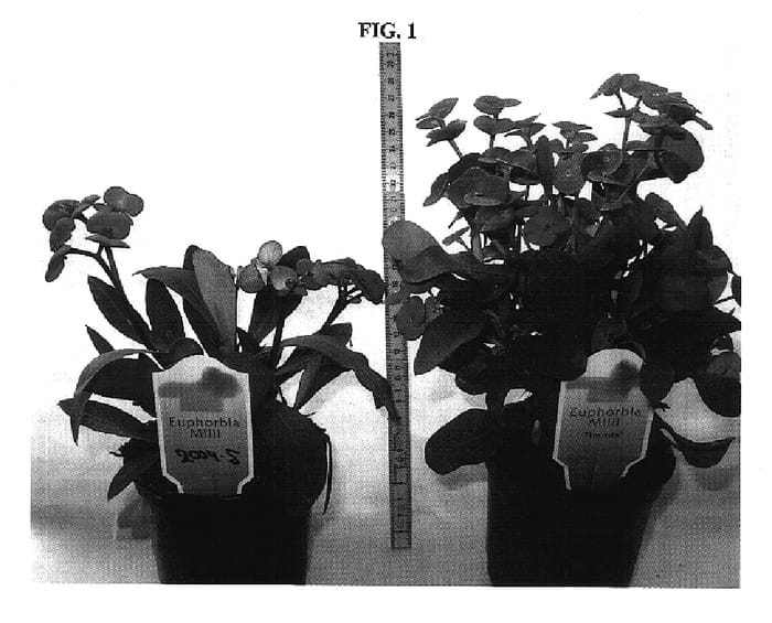 Figure 1 of US plant patent PP17648, the photograph of HJOR045 printed in the patent.