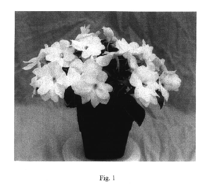 Figure 1 of US plant patent PP17649, the photograph of Applause White printed in the patent.