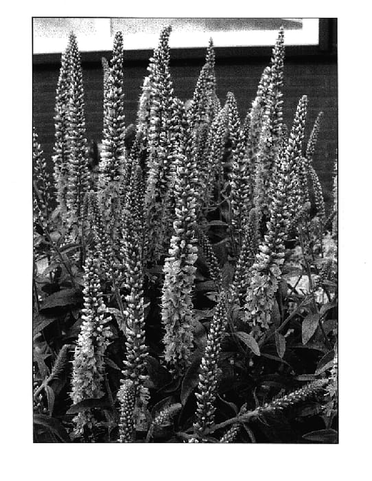 Figure 1 of US plant patent PP17650, the photograph of Fairytale printed in the patent.
