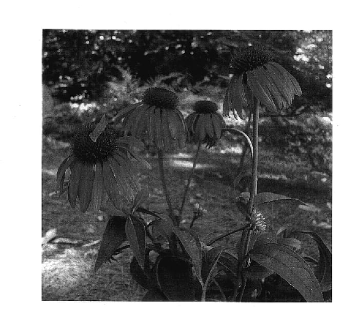 Figure 1 of US plant patent PP17651, the photograph of Twilight printed in the patent.