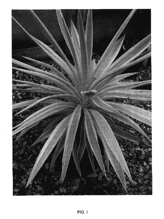Figure 1 of US plant patent PP17653, the photograph of WALBRISTAR printed in the patent.