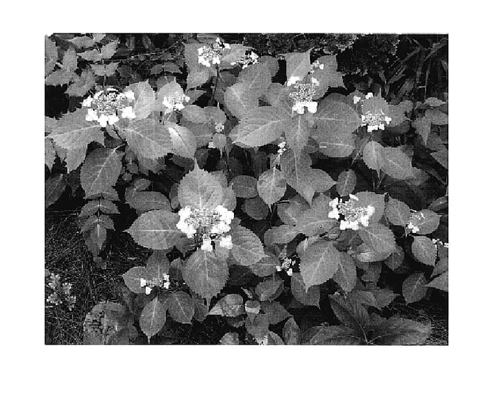 Figure 1 of US plant patent PP17654, the photograph of Summer Frost printed in the patent.