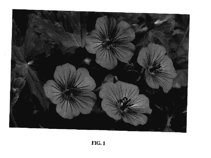 Figure 1 of US plant patent PP17656, the photograph of Pink Penny printed in the patent.