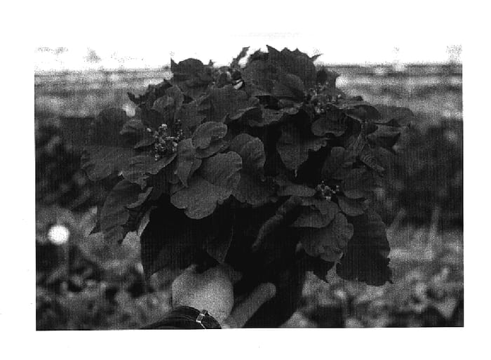 Figure 1 of US plant patent PP17657, the photograph of Carousel Dark Red printed in the patent.