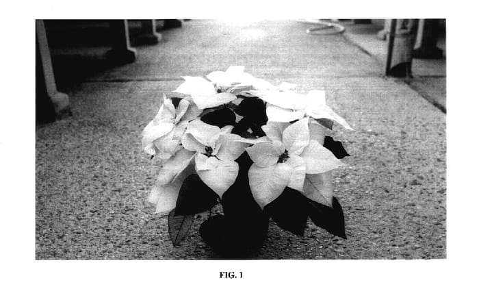 Figure 1 of US plant patent PP17658, the photograph of Fismars Creme printed in the patent.